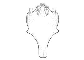   Anthidium paroselae  male, diagram showing ventral view of eighth sternum (S8), diagram from Gonzalez and Griswold 2013 
